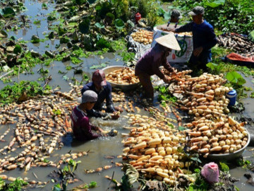 "Lộc trời" mọc lên từ bùn đất, xưa không ai ngó ngàng nay thành đặc sản được người thành phố ưa chuộng, 75.000 đồng/kg