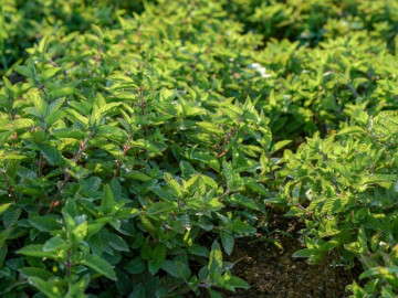 Nghề lạ ở Việt Nam: Cây dại mọc bờ rào mang về trồng 4 tháng là thu hoạch, dân hái bán quanh năm, thành đặc sản nổi tiếng