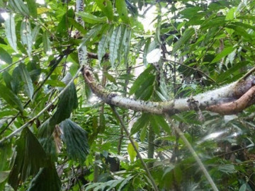 Cây dại leo bờ rào xưa dành cho người nghèo, nay thành đặc sản có hương vị lạ trong nhà hàng được ưa chuộng, 100.000 đồng/kg