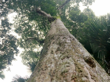 Cận cảnh 2 cây dó trầm hơn 200 năm tuổi vừa được công nhận là Cây di sản Việt Nam