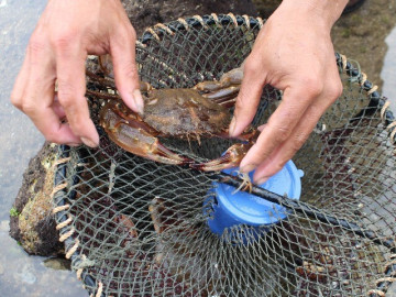 Đặc sản ở Nghệ An ngon hơn ghẹ khó mua hơn cua biển, nay dân thành phố ưa chuộng, 180.000 đồng/kg
