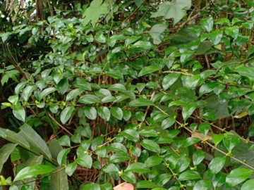 Nghề lạ ở Việt Nam: Cây dại mọc bờ rào dân mang về trồng một lần thu hoạch nhiều năm, hái lá bán đều tay, thành đặc sản lạ