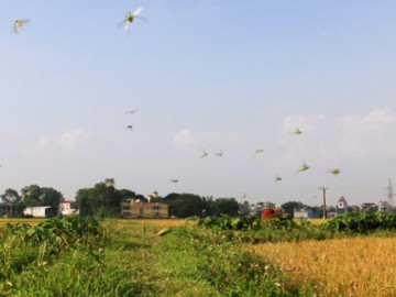 Lộc trời xuất hiện khi trời tối, dân rọi đèn bắt về bán 400.000 đồng/kg, thành đặc sản lạ được ưa chuộng ở thành phố