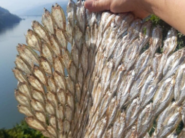 Đặc sản xưa dành cho người nghèo, nay phơi khô bán 300.000 đồng/kg, người thành phố ưa chuộng vì hương vị lạ
