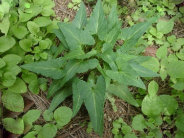 Cây dại mọc bờ rào xưa dành cho người nghèo, nay thành đặc sản người thành phố ưa chuộng vì hương vị lạ, 65.000 đồng/kg