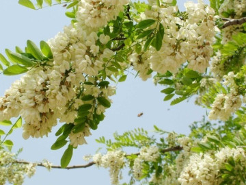 Nghề lạ ở Việt Nam: Cây dại mọc bờ rào dân trồng một lần thu hoạch nhiều năm, hái hoa bán quanh năm, thành đặc sản nổi tiếng