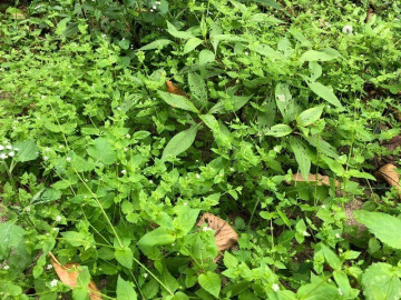 Cây dại mọc bờ rào xưa dành cho người nghèo, nay thành đặc sản có hương vị lạ trong nhà hàng được ưa chuộng, 55.000 đồng/kg