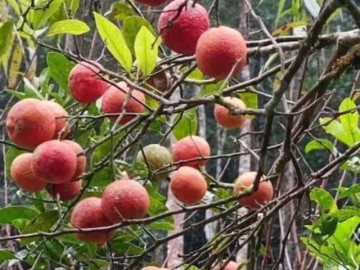 Loại quả xưa chín rụng không ai ngó ngàng, nay thành đặc sản nổi tiếng được ưa chuộng, 75.000 đồng/kg