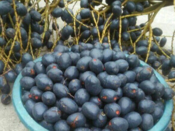 Loại quả xưa chín rụng chỉ dành cho người nghèo, nay thành đặc sản ở thành phố vì hương vị lạ, 120.000 đồng/kg