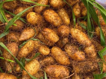 Báu vật dưới lòng đất xưa người nghèo ăn đến chán ngán, nay thành đặc sản ở thành phố làm đủ món ngon, tốt cho sức khỏe