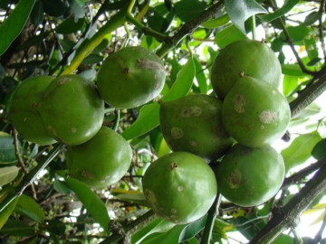 Loại quả xưa chín rụng không ai ngó ngàng, nay thành đặc sản nổi tiếng ở thành phố được ưa chuộng, 45.000 đồng/kg