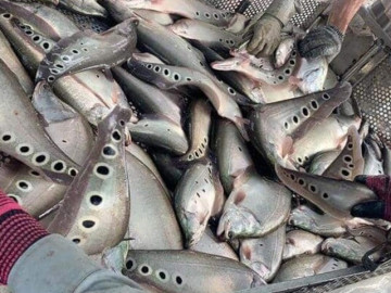 Đặc sản xưa cho lợn ăn nay người thành phố săn lùng làm đủ món ngon, phơi khô bán 300.000 đồng/kg