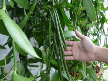 Loại quả đắt đỏ bậc nhất thế giới giá 15 triệu/kg, ở Việt Nam đã trồng thành công, tốt cho sức khỏe