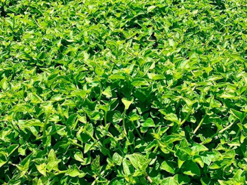 Nghề lạ ở Việt Nam: Cây dại mọc bờ rào mang về trồng 3 tháng là thu hoạch, hái bán quanh năm, thành đặc sản nổi tiếng