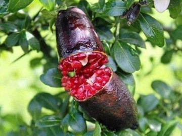 Loại quả đắt đỏ bậc nhất thế giới, ở Việt Nam trồng thành công 10 tháng cho thu hoạch, là đặc sản 600.000/kg