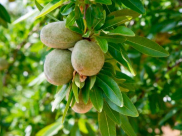 Sức khỏe - Loại quả được đánh giá tốt bậc nhất thế giới, ở Việt Nam trồng bạt ngàn giá 150.000/kg, tốt cho sức khoẻ