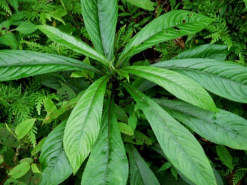 6 tác dụng không ngờ của lá xương sông