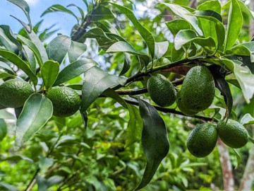 Sức khỏe - Loại quả được đánh giá tốt nhất thế giới, ở Việt Nam trồng khắp nơi giá chỉ từ 20.000đ/kg, tốt cho sức khoẻ