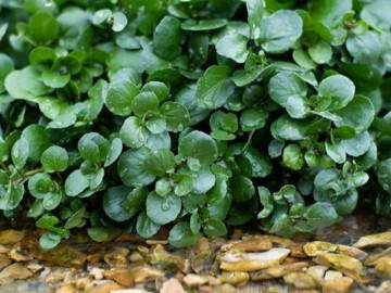 Cây rau được đánh giá tốt nhất thế giới, Việt Nam trồng bạt ngàn 45 ngày thu hoạch, thành đặc sản 40.000 đồng/kg