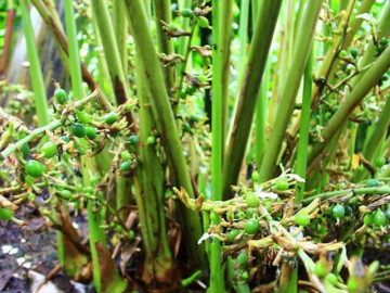 Loại quả đắt đỏ bậc nhất thế giới, Việt Nam trồng bạt ngàn thu hoạch nhiều năm,  thành đặc sản nổi tiếng giá 1,2 triệu/kg