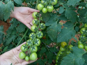 Loại quả nước Mỹ đánh giá tốt nhất thế giới, trồng khắp nơi ở Việt Nam giá chỉ từ 10.000/kg, tốt cho sức khỏe