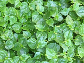 Loại rau thế giới ca tụng là thảo dược quý, ở Việt Nam trồng bạt ngàn thành đặc sản 80.000/kg, chỉ 45 ngày cho thu hoạch 