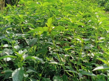 Nghề lạ ở Việt Nam: Cây dại mọc bờ rào mang về trồng 2 tháng là thu hoạch, thành đặc sản nổi tiếng, dân hái bán hốt bạc