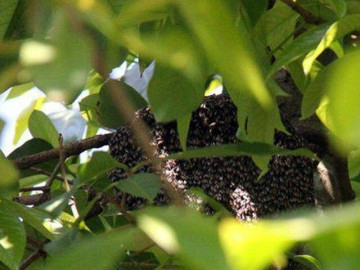 Đặc sản nghe tên ngượng đỏ mặt, xưa không ai biết đến nay dân thành phố ưa chuộng vì hương vị lạ, giá 800.000 đồng/kg