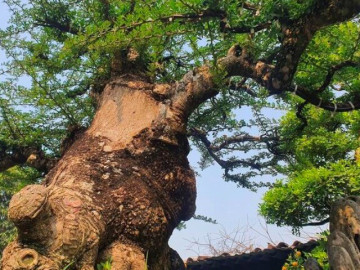 Cây mọc hàng rào lên chậu thành bonsai đẹp lạ, có cây giá 500 triệu đồng, mang lại tài lộc và cơ hội thăng tiến