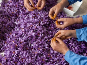 Thứ đặc sản đắt đỏ bậc nhất thế giới giá tới 450 triệu đồng/kg, Việt Nam trồng thành công, tốt cho sức khỏe