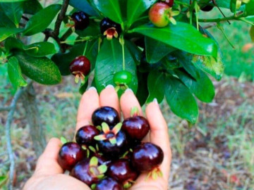 Loại quả đắt nhất thế giới, Việt Nam trồng thành công, là đặc sản 300.000 đồng/kg trồng 1 năm cho thu hoạch