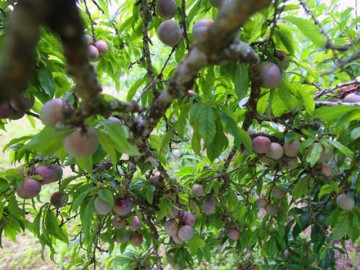 Loại quả được đánh giá "tốt nhất thế giới", ở Việt Nam trồng bạt ngàn giá chỉ từ 10.000 đồng/kg, tốt cho sức khoẻ