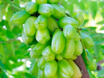 Loại quả xưa không ai ngó ngàng, nay lên đời thành đặc sản được ưa chuộng giá 150.000 đồng/kg, tốt cho sức khoẻ