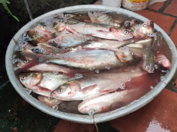 Loài cá ở quê "tốt hơn cá hồi", xưa không ai ngó ngàng nay thành đặc sản khoái khẩu ở thành phố, 60.000 đồng/kg