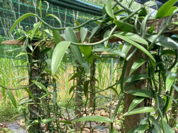 Loại quả đắt nhất thế giới 20 triệu đồng/kg, Việt Nam trồng thành công, là đặc sản nổi tiếng trồng 2 năm cho thu hoạch