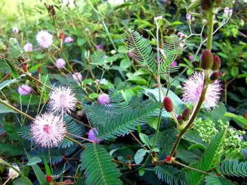 Cây dại mọc ven đường xưa không ai ngó ngàng, nay được chuộng ở thành phố giá 30.000 đồng/kg, tốt cho sức khoẻ