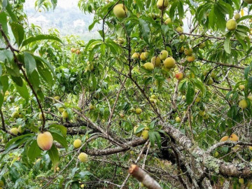 Loại quả được đánh giá "tốt nhất thế giới", ở Việt Nam trồng bạt ngàn giá chỉ từ 12.000 đồng/kg, tốt cho sức khoẻ