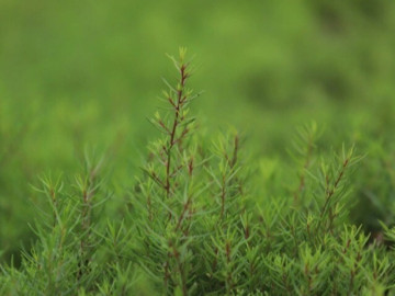 Nghề lạ ở Việt Nam: Cây rau dại mọc ở ven đường dân trồng bán quanh năm, chỉ 3 tháng là thu hoạch, thành đặc sản lạ