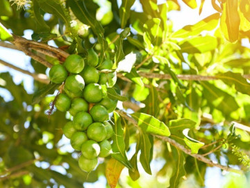 Loại quả đắt đỏ bậc nhất thế giới, Việt Nam trồng bạt ngàn thu hoạch nhiều năm, thành đặc sản nổi tiếng giá 300.000 đồng/kg