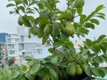 Loại quả "tốt nhất thế giới" được trồng bạt ngàn ở Việt Nam, chỉ 8 tháng cho thu hoạch, thành đặc sản từ 10.000 đồng/kg