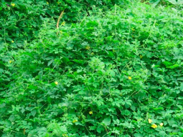 Nghề lạ ở Việt Nam: Cây dại ở bờ rào mang về trồng chỉ 45 ngày thu hoạch, hái bán cả quả lẫn lá, thành đặc sản lạ