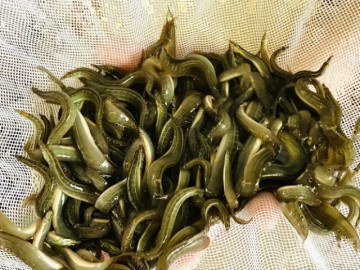 Loài cá bị chê bẩn nhưng là "vị thuốc đại bổ", bán ở chợ giá 120.000 đồng/kg thành đặc sản, tốt cho...