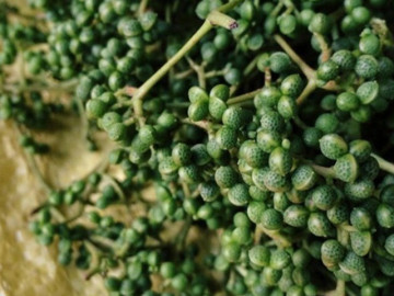 Tin tức - Loại quả xưa chín rụng đầy không ai ngó ngàng, nay thành đặc sản người thành phố ưa chuộng vì có hương vị lạ, 300.000 đồng/kg