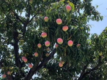 Loại quả "tốt nhất thế giới", Việt Nam trồng bạt ngàn thành đặc sản chỉ từ 10.000 đồng/kg, tốt cho...