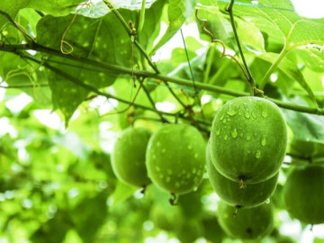 Sức khỏe - Loại quả leo hàng rào xưa không ai ngó ngàng, nay thành đặc sản được ưa chuộng giá 350.000 đồng/kg, tốt cho sức khoẻ