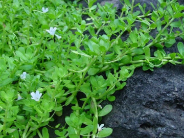 Nghề lạ ở Việt Nam: Cây mọc dại ở bờ mương trồng 2 tháng cho thu hoạch, hái bán quanh năm, thành đặc sản nổi tiếng