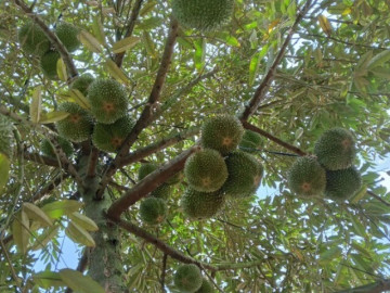 Loại quả đắt nhất thế giới, Việt Nam trồng thành công một lần thu hoạch nhiều năm, là đặc sản nổi tiếng 400.000 đồng/kg