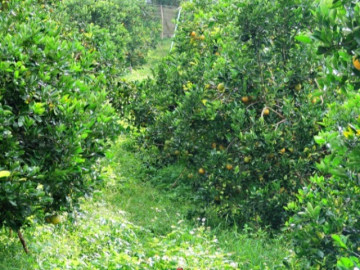 Tin tức - Loại quả đắt đỏ nhất thế giới, Việt Nam trồng bạt ngàn thành đặc sản 120.000 đồng/kg, trồng một lần thu hoạch nhiều năm