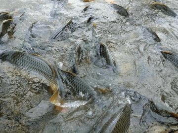 Loài cá quen thuộc ở quê được ví như nhân sâm, thuốc bổ, giá chỉ từ 40.000 đồng/kg làm đủ món đặc...