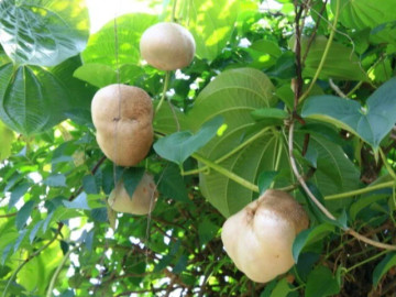 Đặc sản có tên ngượng đỏ mặt, xưa leo bờ rào nay thành món khoái khẩu được ưa chuộng vì hương vị lạ, 40.000 đồng/kg